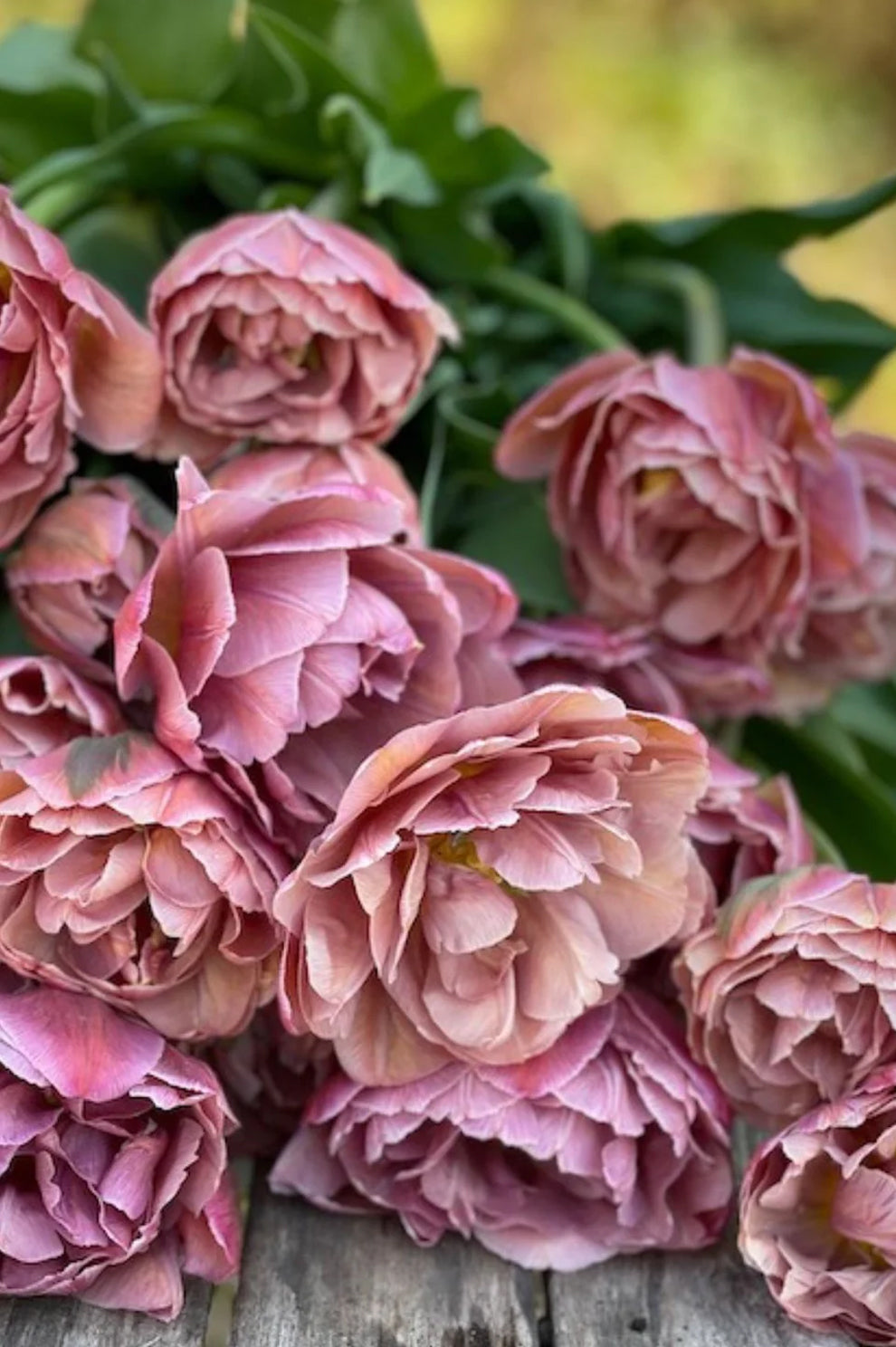 Tulpe "Pink Treasure" – 10 Zwiebeln