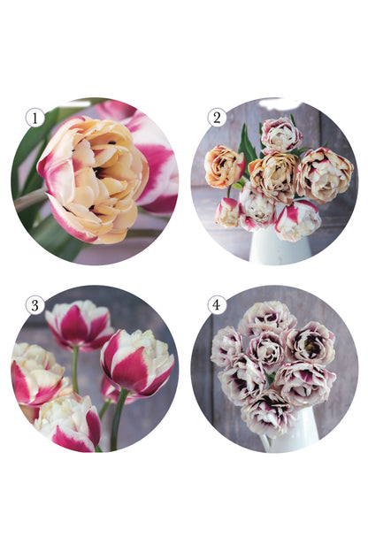 Tulpe "Pistache" – 5 Zwiebeln