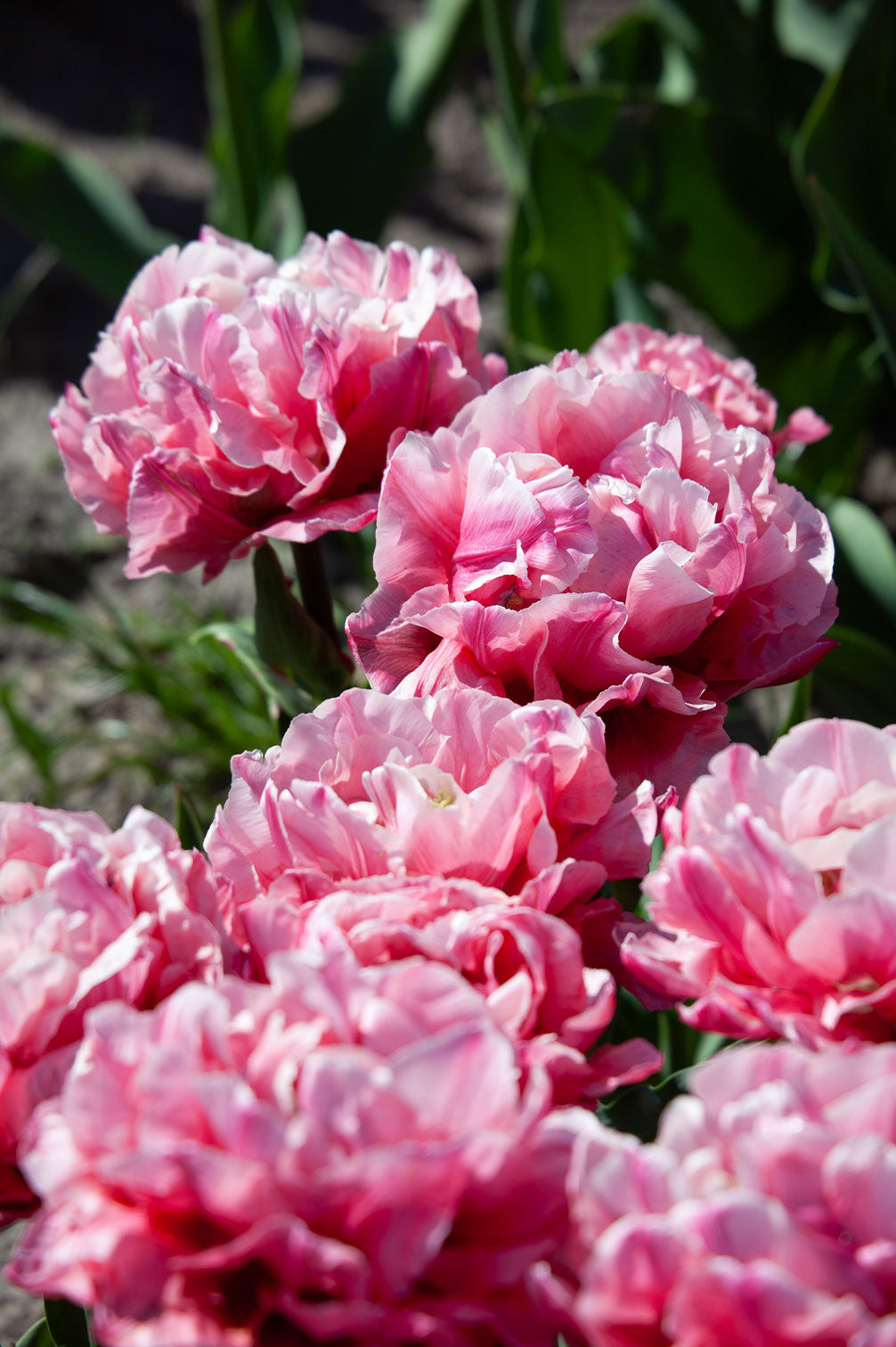 Tulpe "Quinty Trustfull" - 10 Zwiebeln