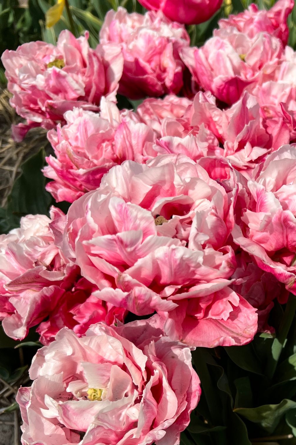 Gefüllte Tulpe "Quinty Trustfull" mit großen rosa Blüten im Frühlingsbeet.