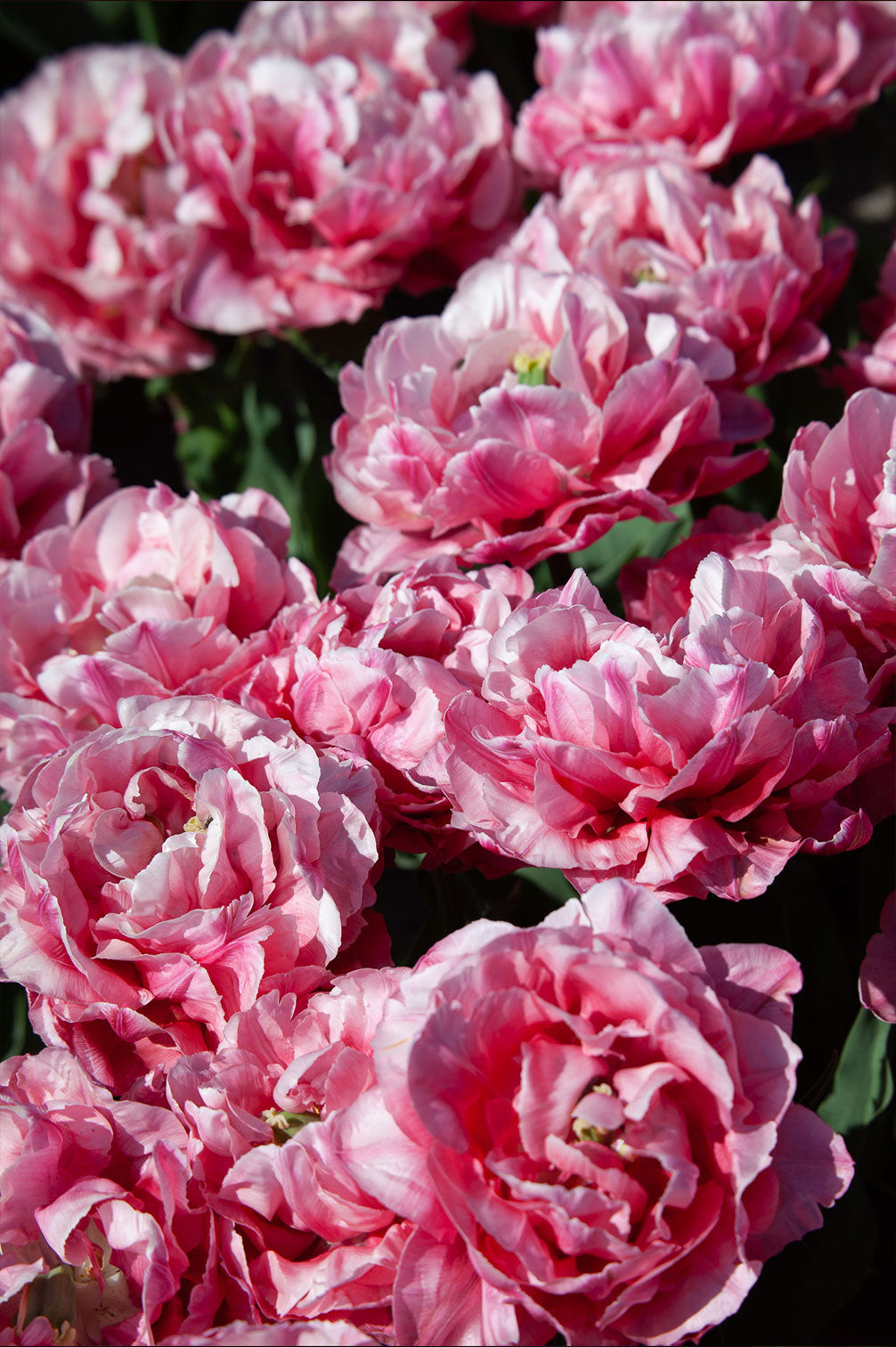 Tulpe "Quinty Trustfull" - 10 Zwiebeln