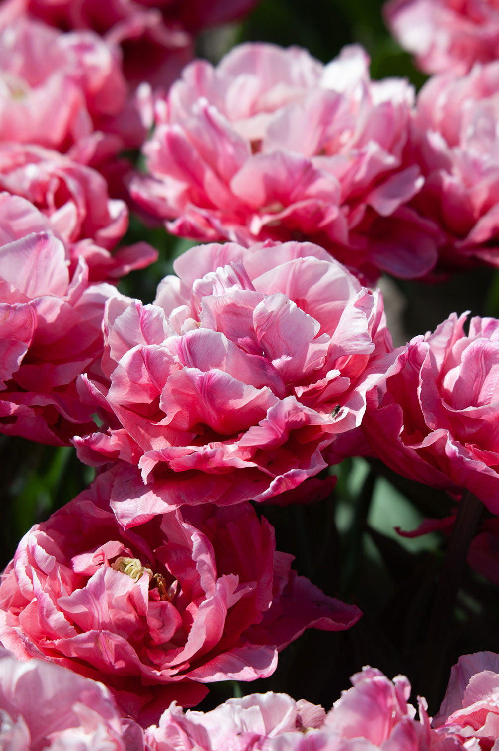 Tulpe "Quinty Trustfull" - 10 Zwiebeln
