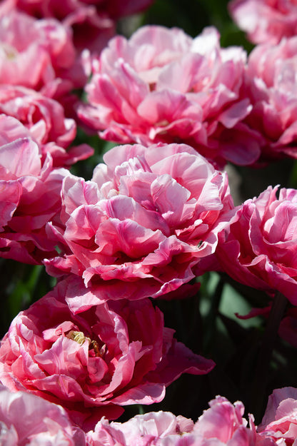 Tulpe "Quinty Trustfull" - 10 Zwiebeln