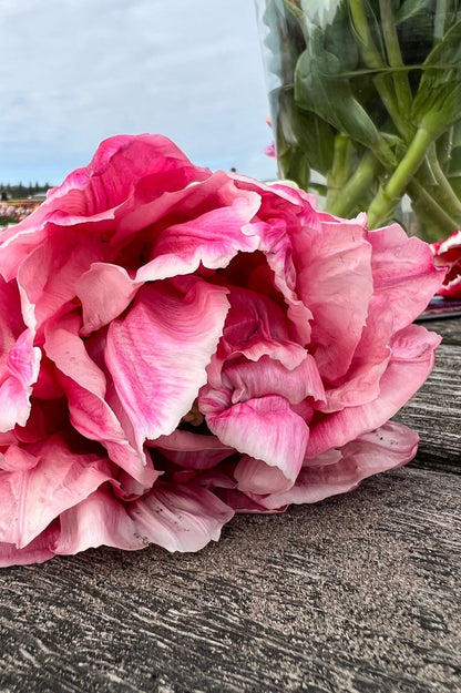 Gefüllte Tulpe "Quinty Trustfull" mit üppiger rosa Blüte als Schnittblume.