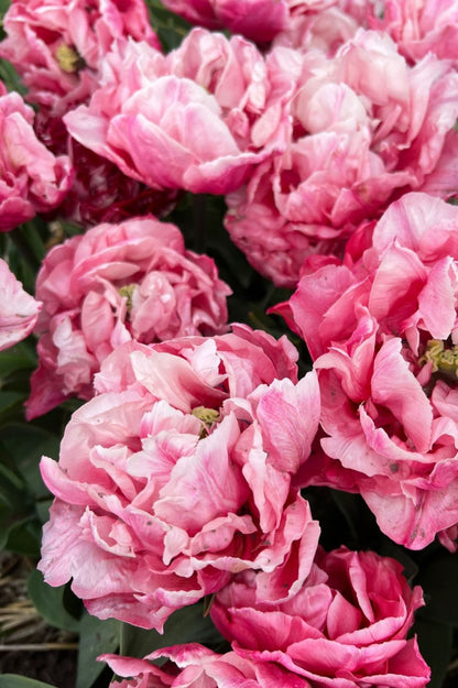 Tulpe "Quinty Trustfull" mit großen, gefüllten Blüten in Rosa und Weiß.