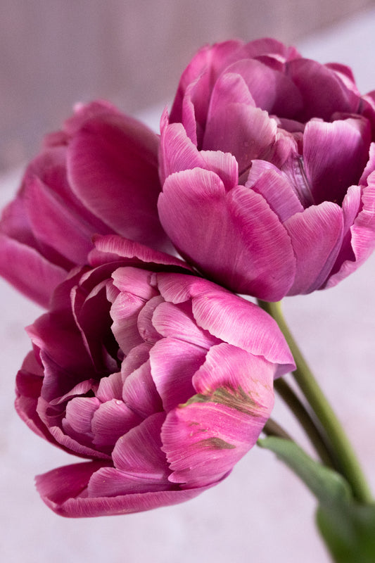 Tulpe "Rosy Diamond" – 10 Zwiebeln