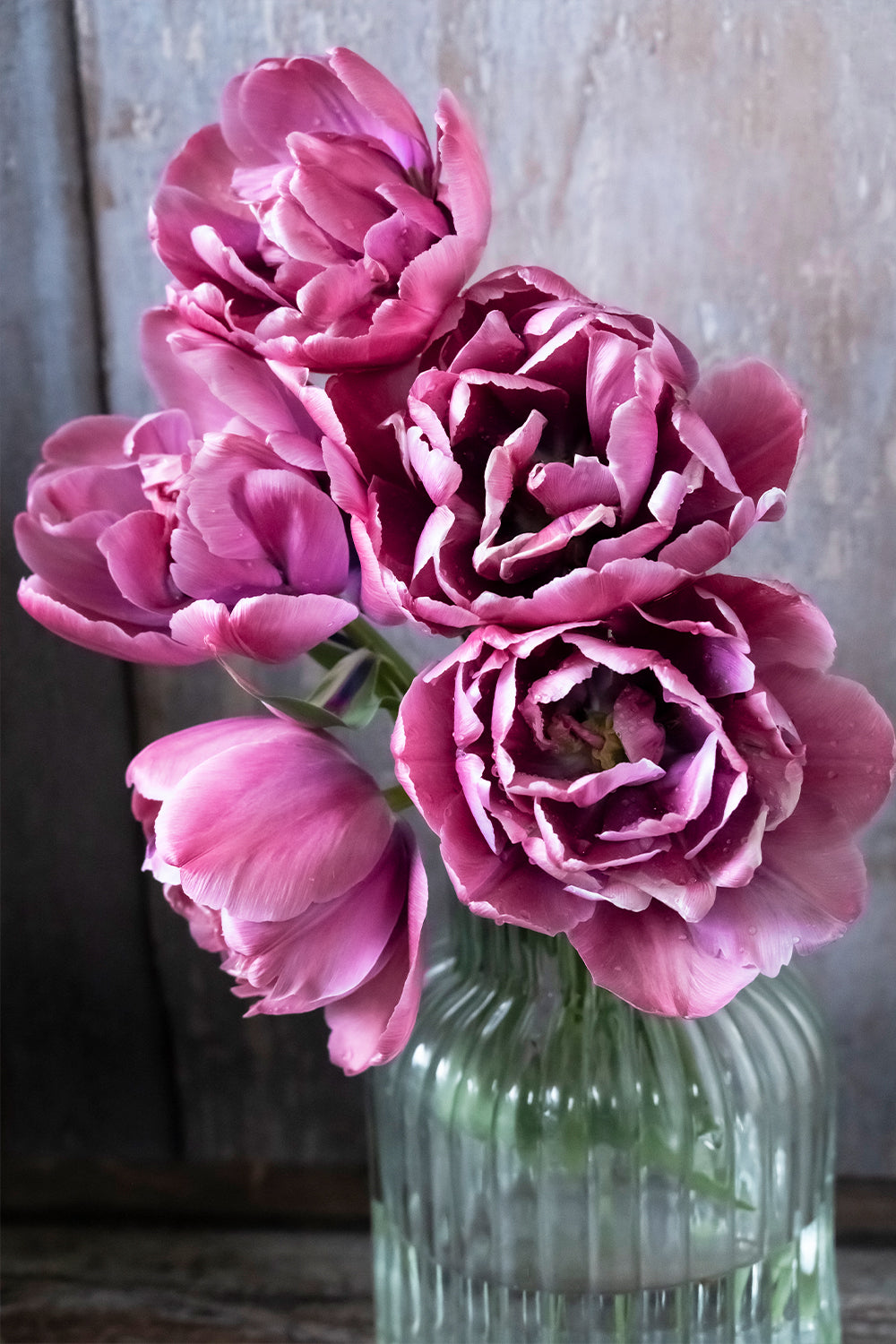 Tulpe "Rosy Diamond" – 10 Zwiebeln