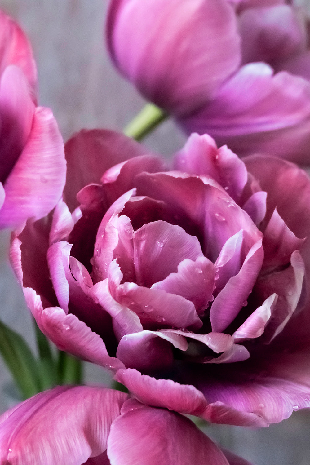 Tulpe "Rosy Diamond" – 10 Zwiebeln