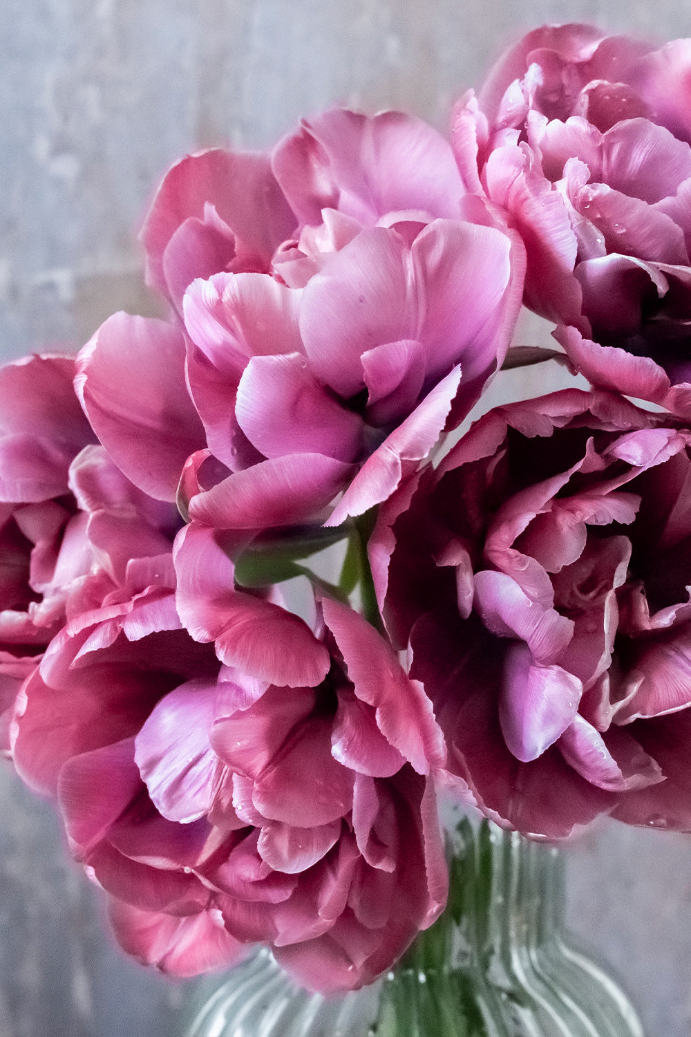 Tulpe "Rosy Diamond" – 10 Zwiebeln