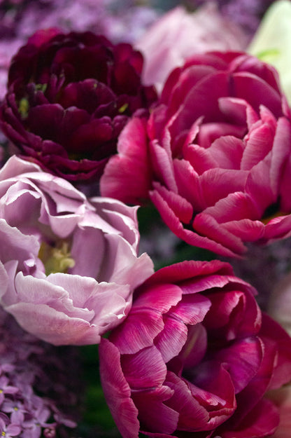 Tulpe "Rosy Diamond" – 10 Zwiebeln