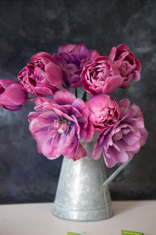 Tulpe "Rosy Diamond" – 10 Zwiebeln