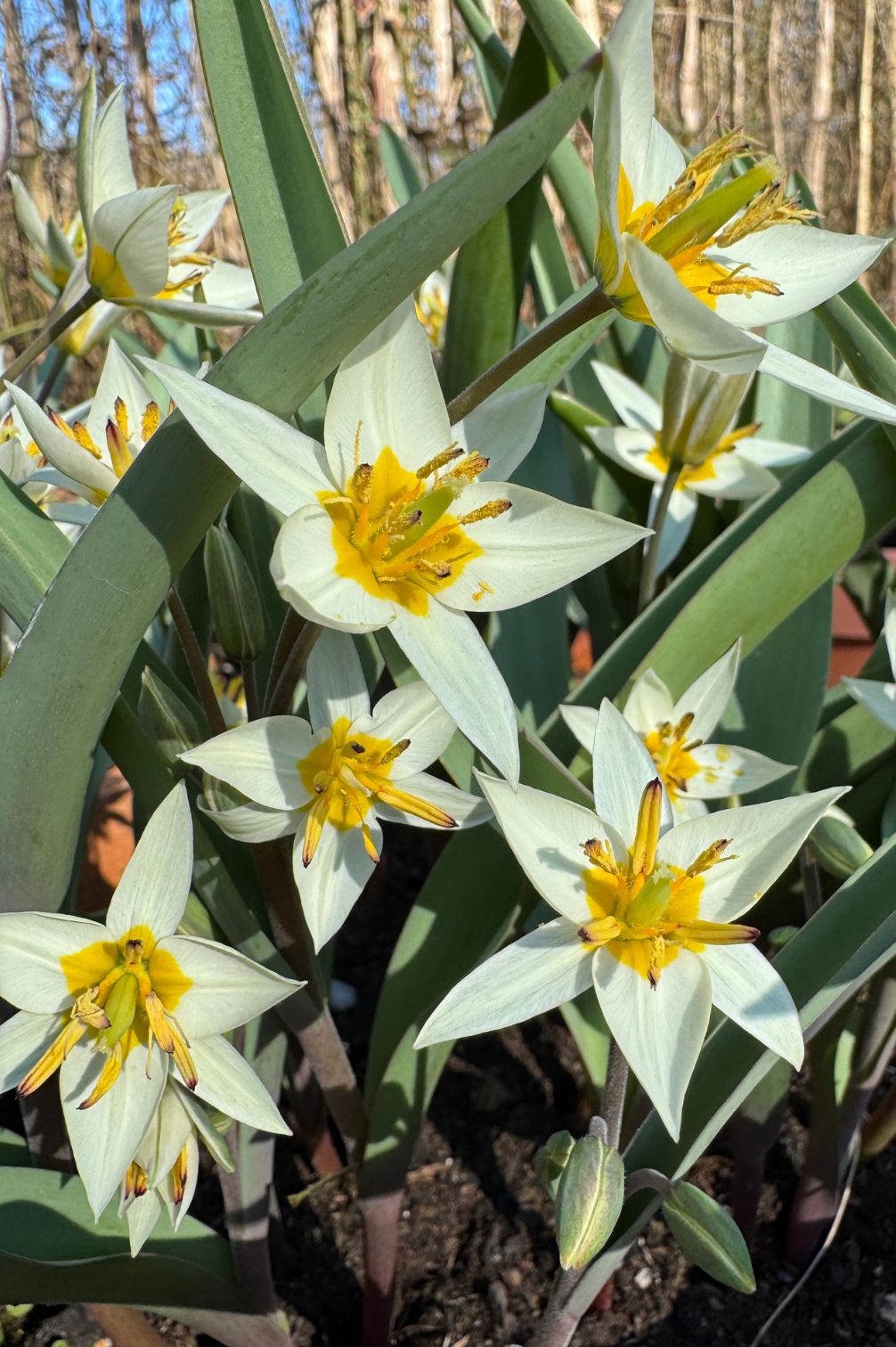 Wildtulpe "Turkestanica" mit cremeweißen, sternförmigen Blüten und leuchtend gelber Mitte.