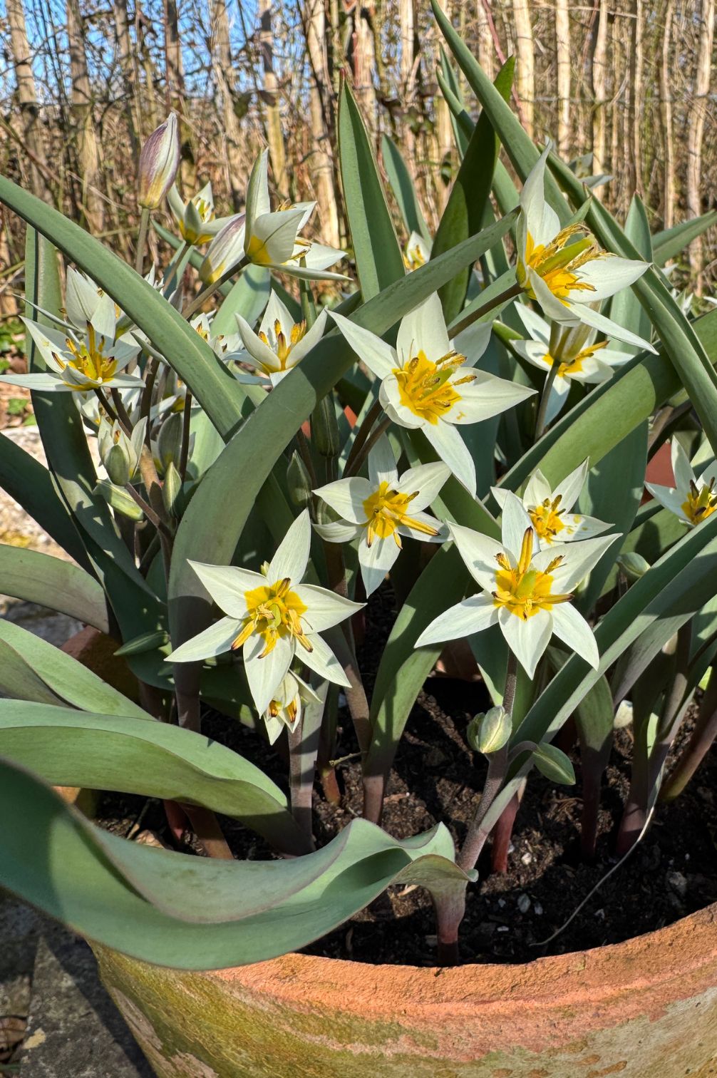 Reichblühende Wildtulpe "Turkestanica" mit zahlreichen cremeweißen Blüten in einem Terrakottatopf.
