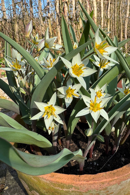 Reichblühende Wildtulpe "Turkestanica" mit zahlreichen cremeweißen Blüten in einem Terrakottatopf.
