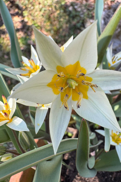 Nahaufnahme der Wildtulpe "Turkestanica" mit cremeweißen Blütenblättern und sonnengelber Mitte.