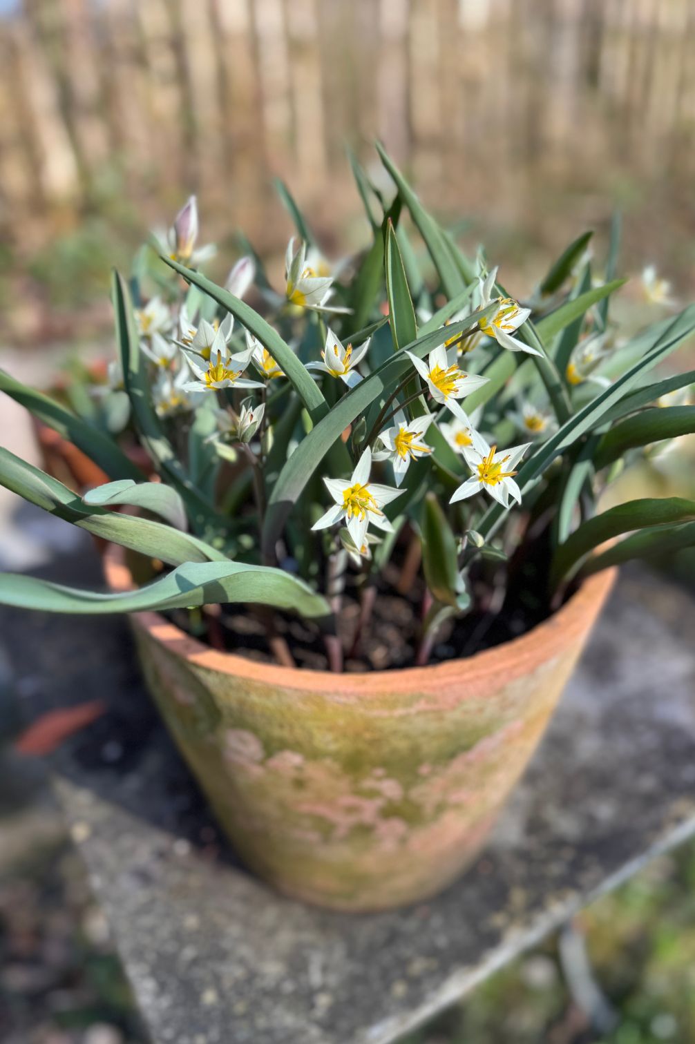 Wildtulpe "Turkestanica" im Terrakottatopf mit zahlreichen sternförmigen Frühlingsblüten.