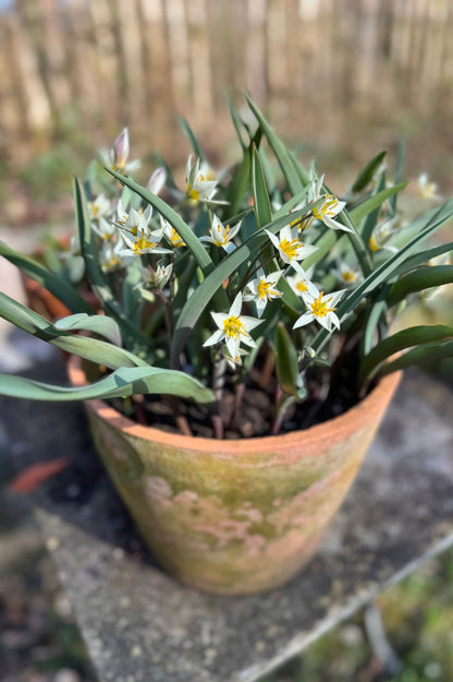 Wildtulpe "Turkestanica" im Terrakottatopf mit zahlreichen sternförmigen Frühlingsblüten.
