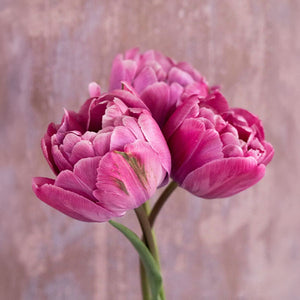 Tulpen