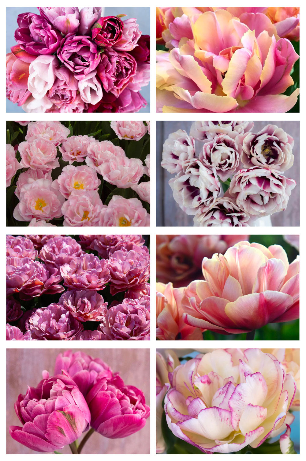 120 Tulpen "Pflückglück"