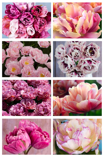 120 Tulpen "Pflückglück"