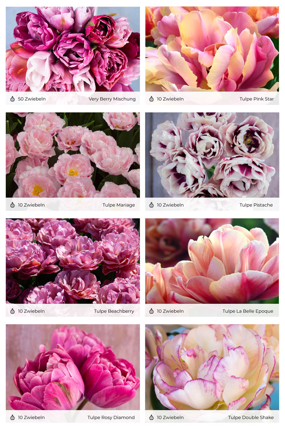 120 Tulpen "Pflückglück"