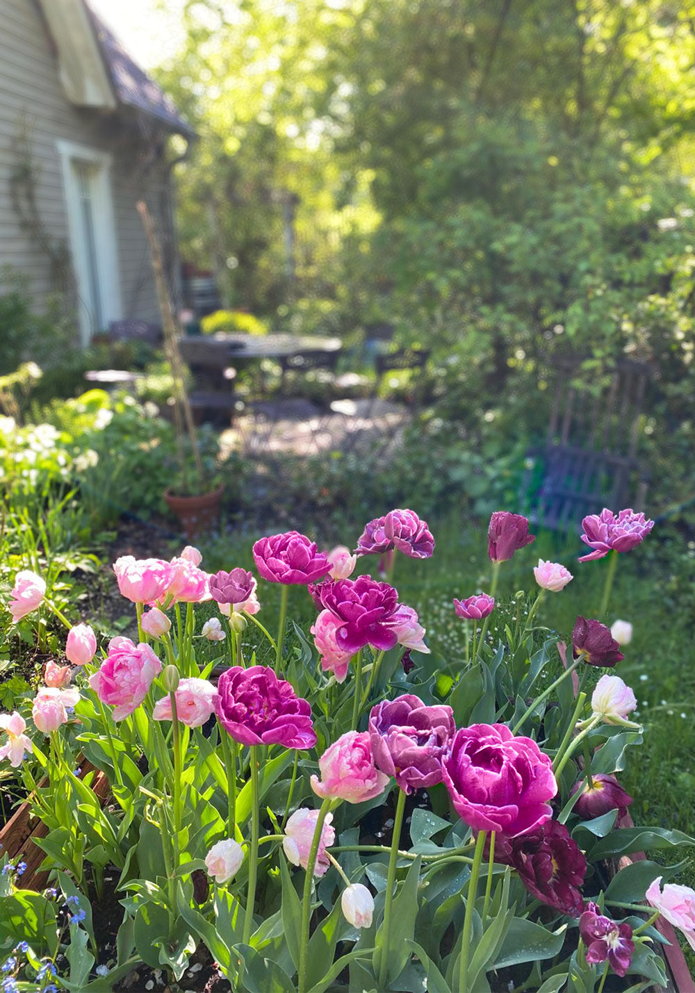 120 Tulpen "Pflückglück"