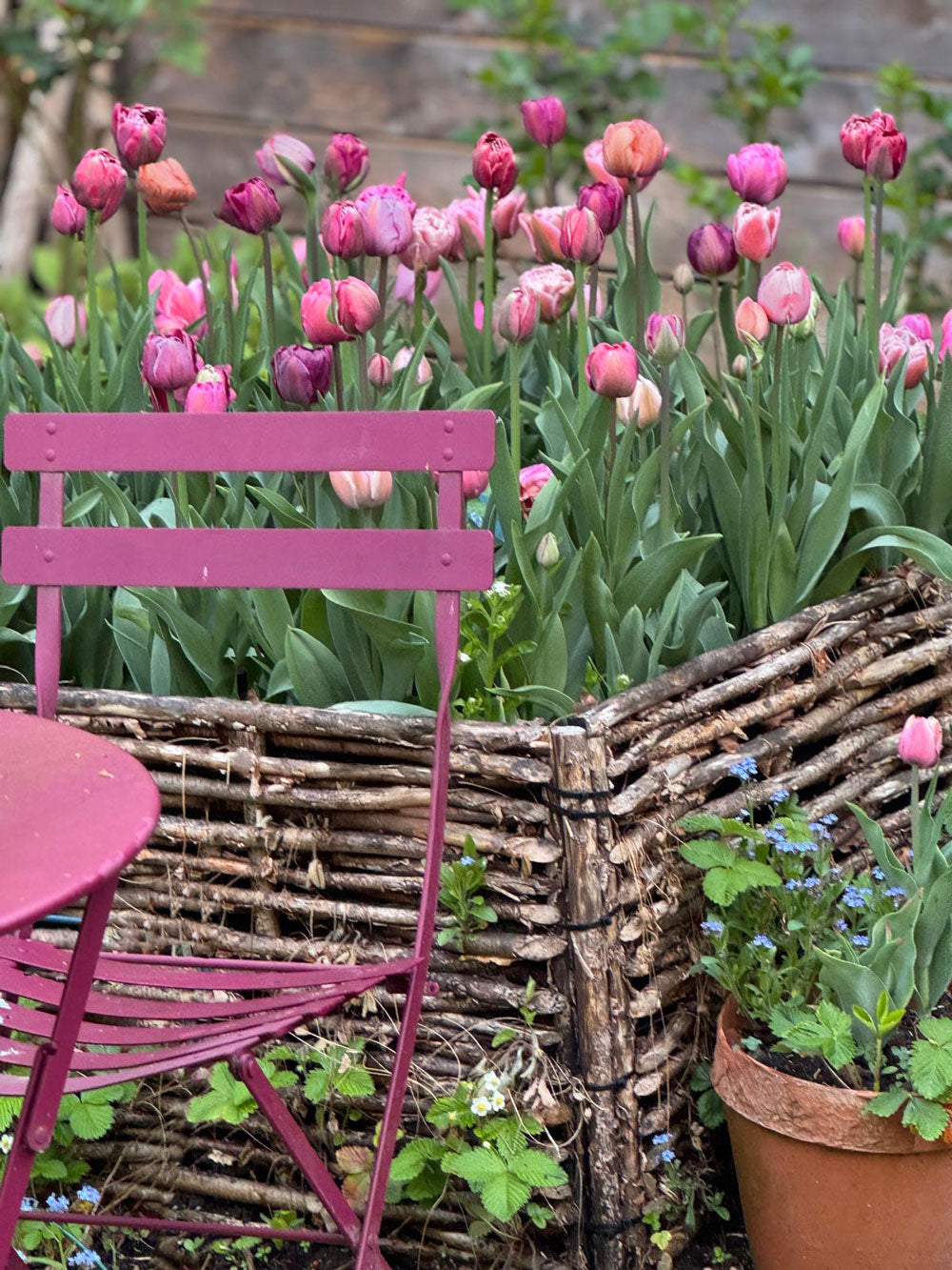 120 Tulpen "Pflückglück"