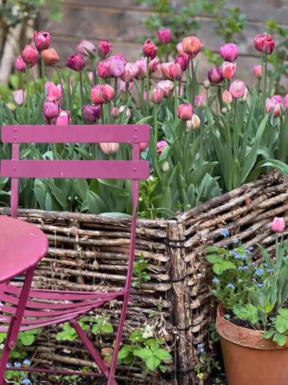 120 Tulpen "Pflückglück"