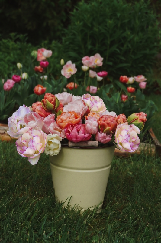 Tulpenmischung "Bridgerton Blush" – 50 Zwiebeln