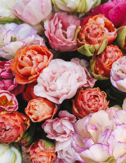 Tulpenmischung "Bridgerton Blush" – 50 Zwiebeln