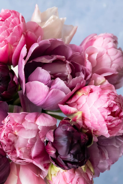 Pflückglück "La vie en rose" – 40 Zwiebeln
