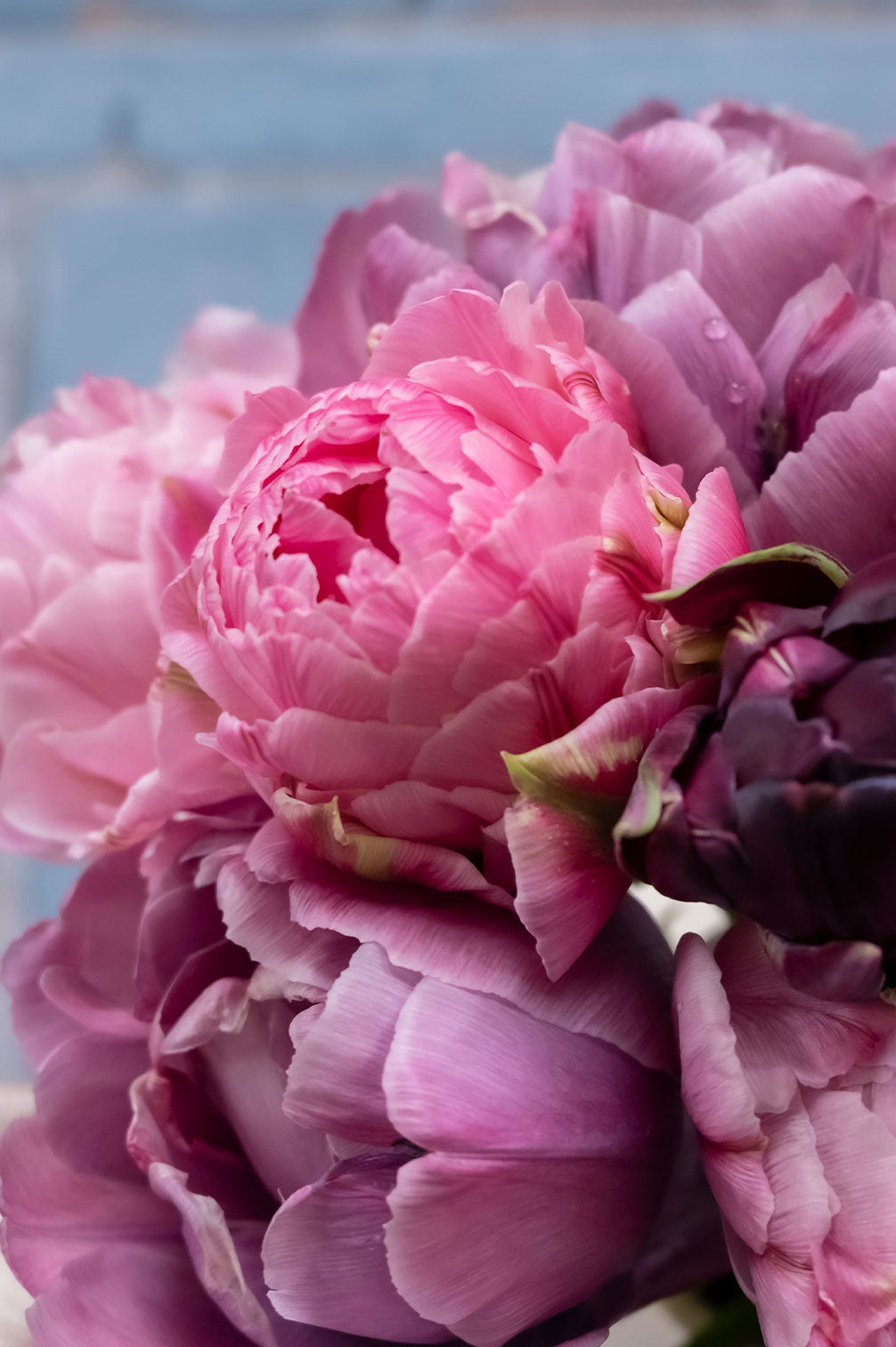 Pflückglück "La vie en rose" – 40 Zwiebeln