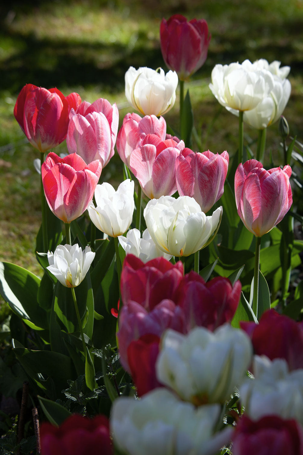 Mehrjährige Tulpenmischung "Strawberry Fool" - 20 Zwiebeln