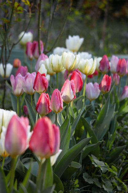 Mehrjährige Tulpenmischung "Strawberry Fool" - 20 Zwiebeln