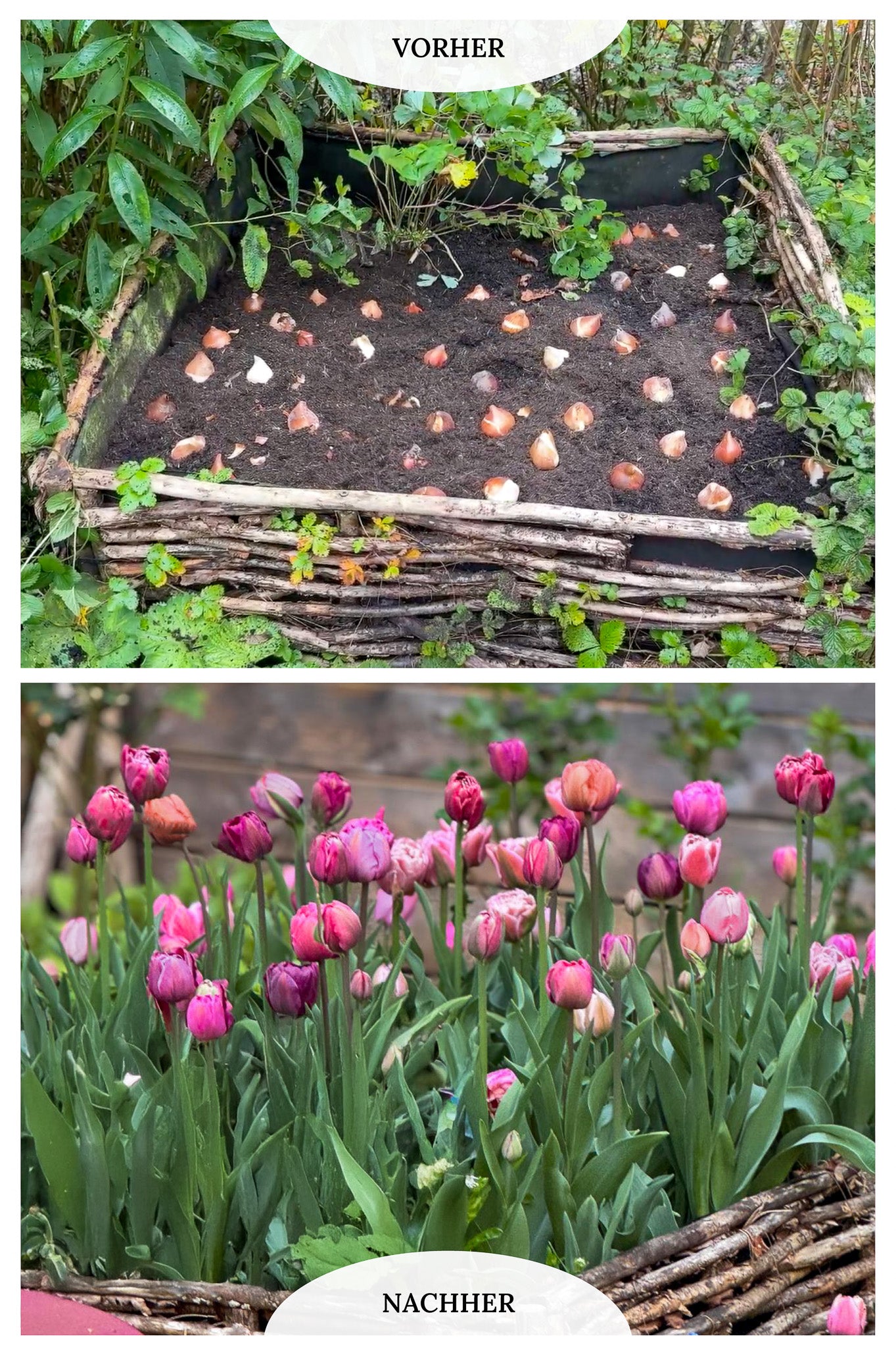 120 Tulpen "Pflückglück"