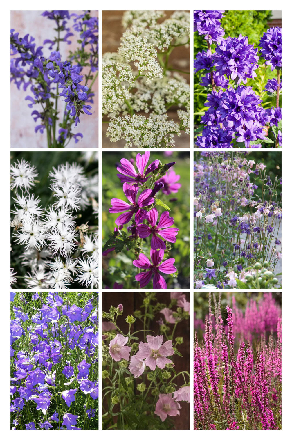 Heimische Wildblumen – 9 Packungen