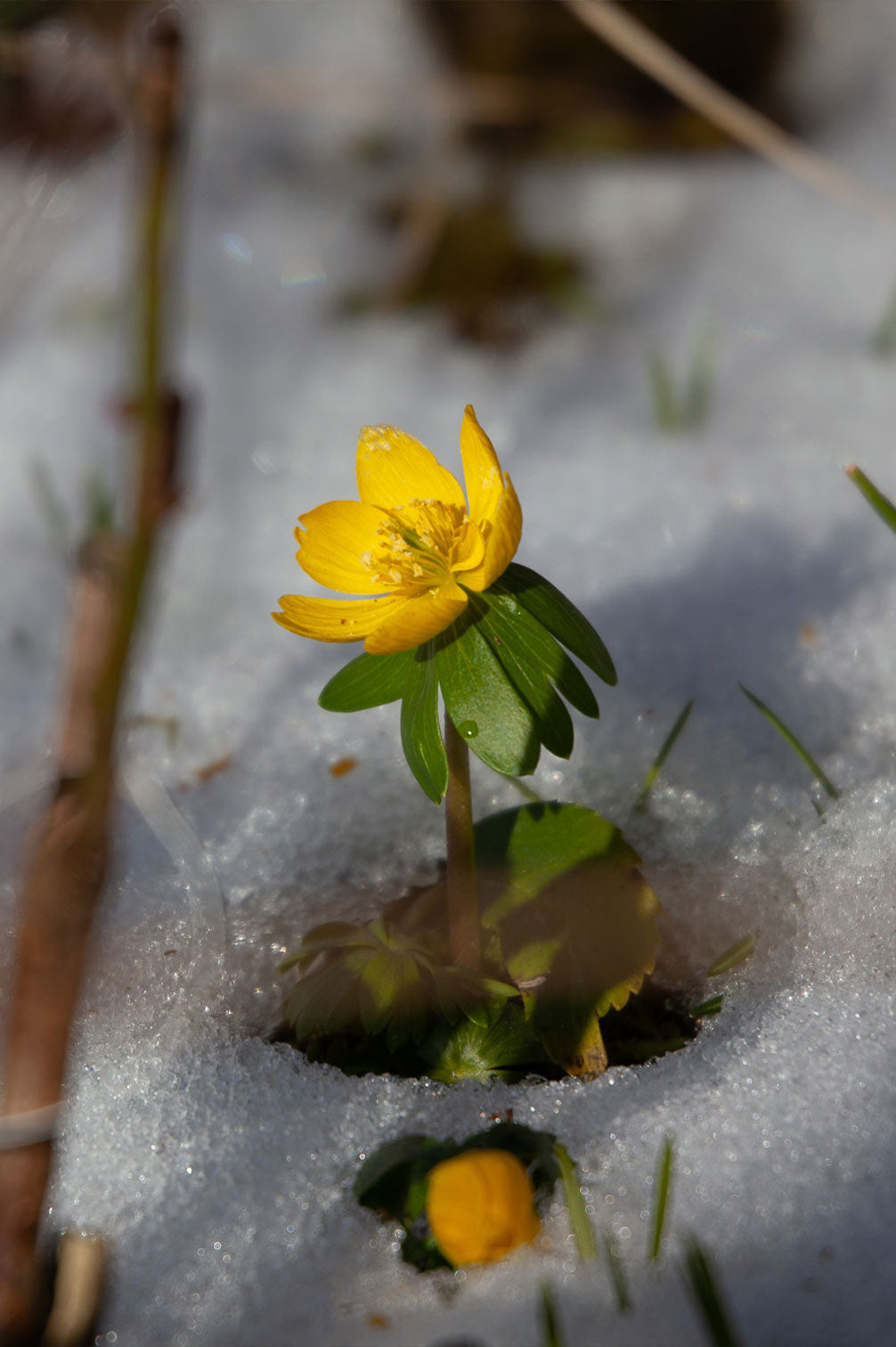 Winterling (Eranthis cilicica) – 10 Zwiebeln