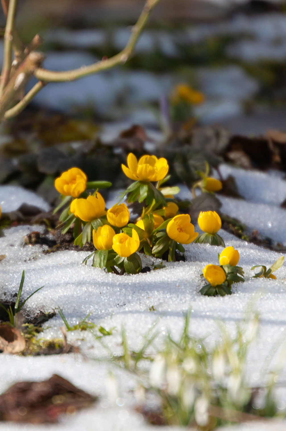 Winterling (Eranthis cilicica) – 10 Zwiebeln