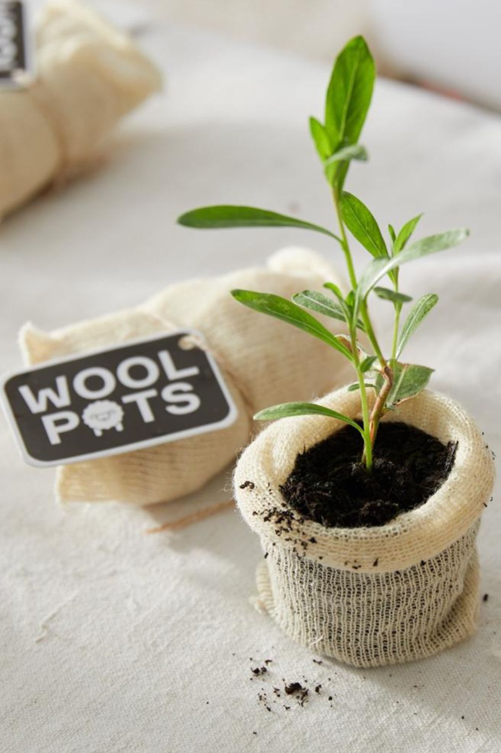 Biologisch abbaubarer Anzuchttopf aus Wolle mit junger Pflanze neben verpackten Wool Pots.