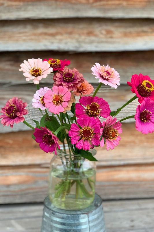 Zinnien als farbenfrohe Schnittblumen in Rosa und Pink in der Vase.