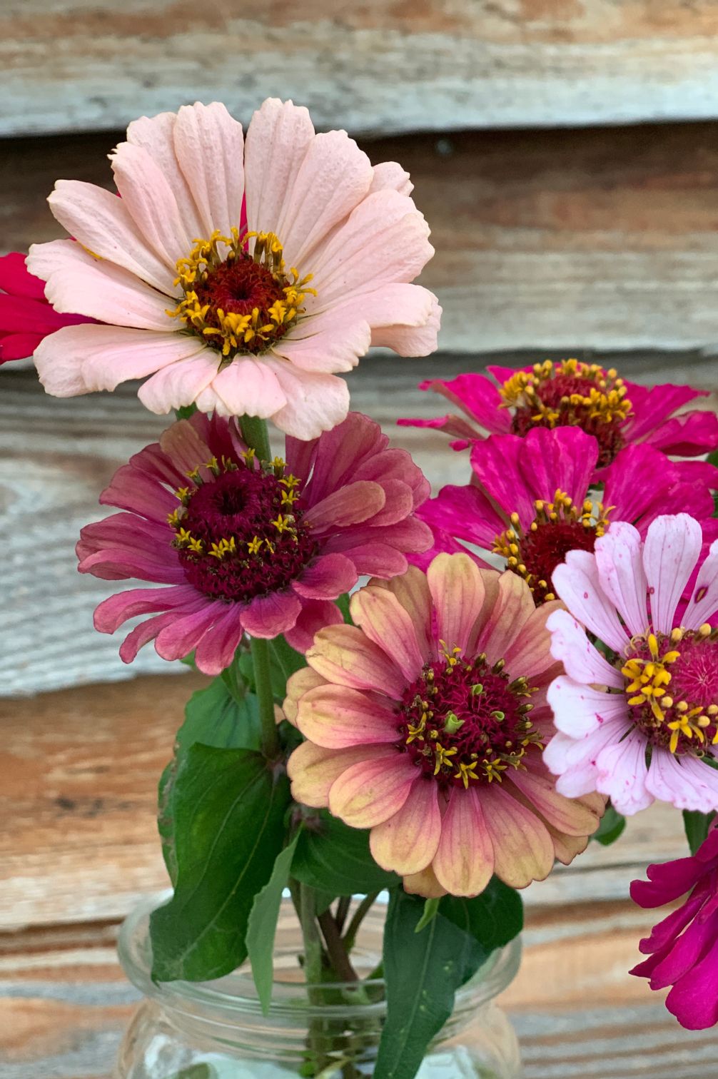 Zinnien-Mix in Rosa- und Pinktönen als sommerliche Schnittblumen.