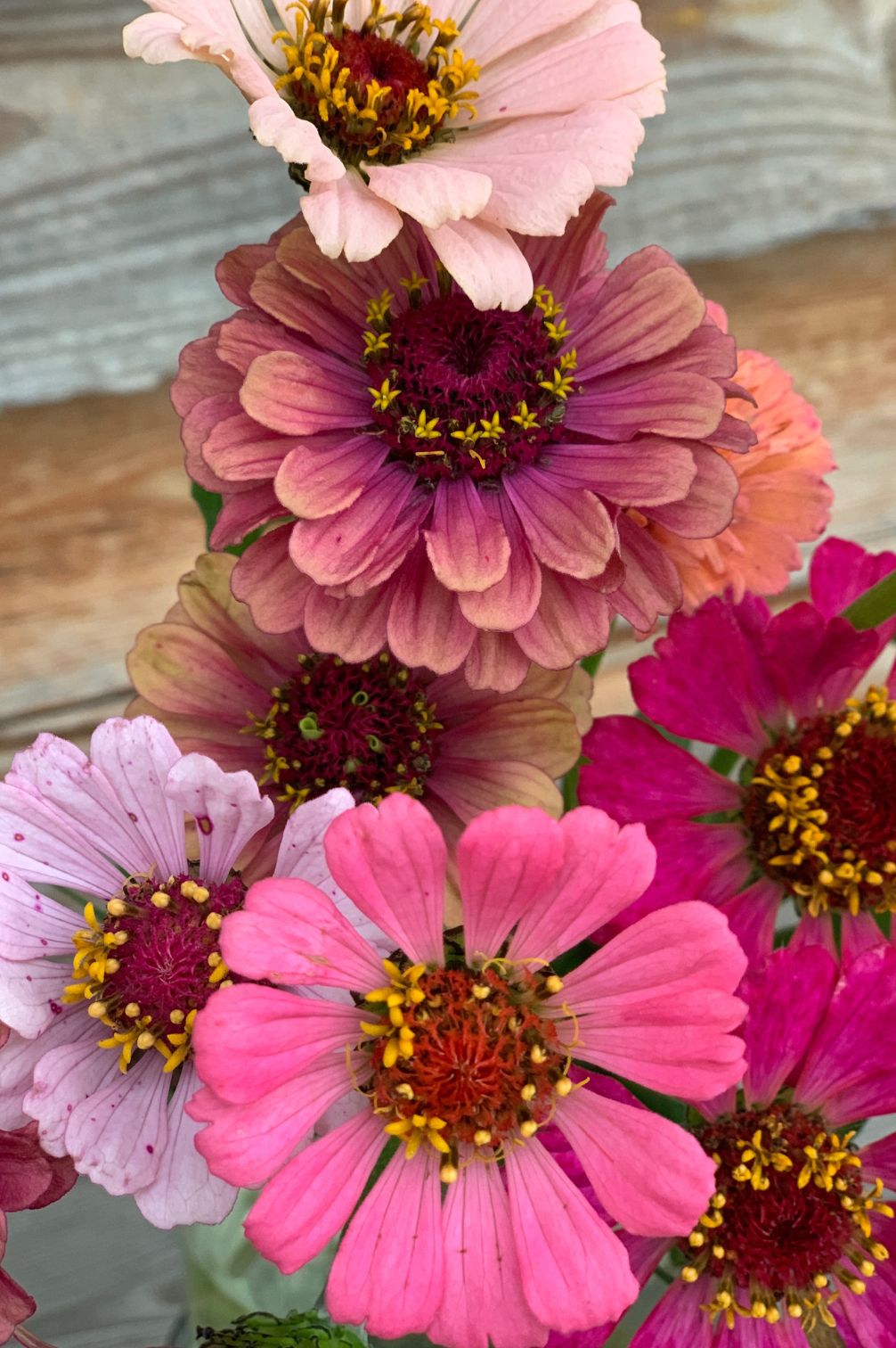 Detailaufnahme von Zinnien-Blüten in verschiedenen Rosatönen.