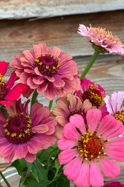 Nahaufnahme von Zinnien-Blüten in verschiedenen Rosatönen.