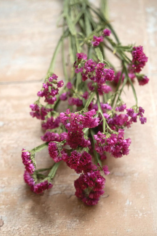 Statice – Strandflieder rosa