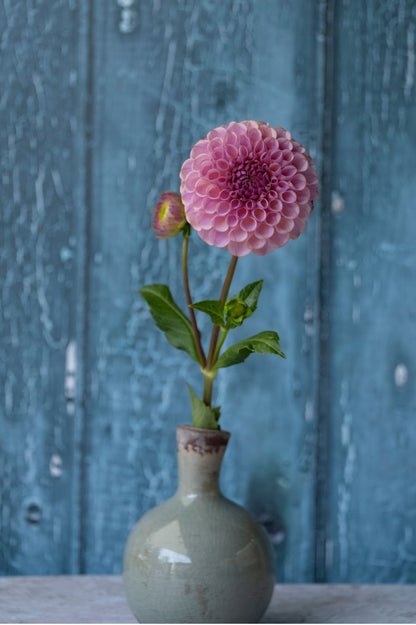 Dahlie Caitlin's Joy