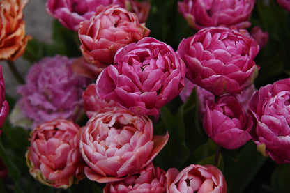 Tulpe Amazing Grace