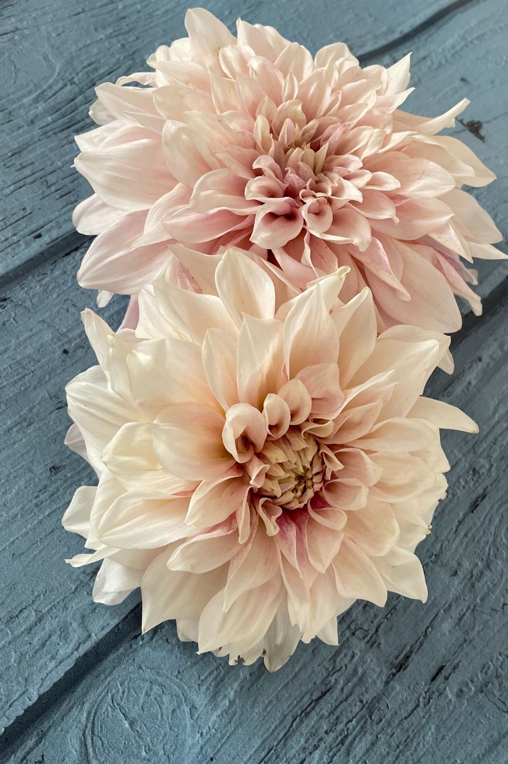 Dahlie Cafe au Lait