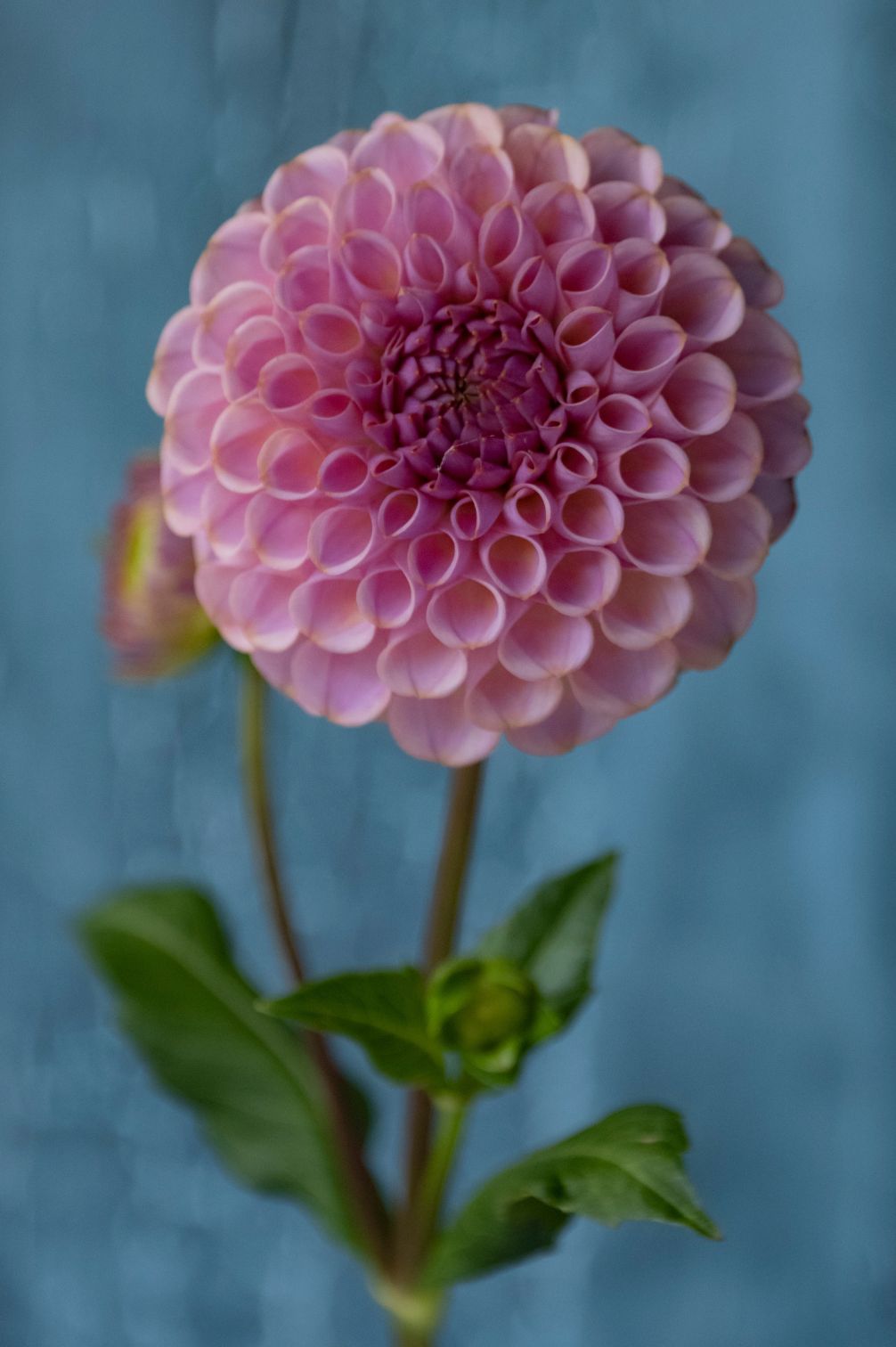 Dahlie Caitlin's Joy