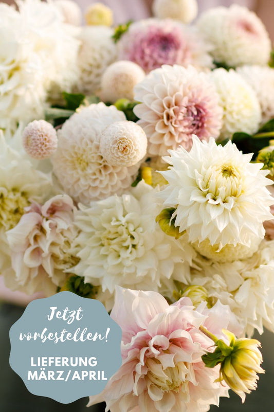 Dahlien-Mix Blushing Beauties