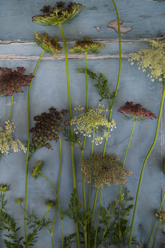 Ziermöhre "Purple Kisses"